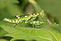 Flower mantis