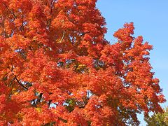 Foliage in Fort Hunt Park in 2016