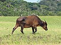 Bawół afrykański w Parku Narodowym Loango