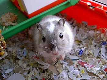 Pet gerbil.