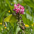 Zitronenfalter (Gonepteryx rhamni) auf Saat-Esparsette (Onobrychis viciifolia)