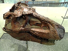 Crânio de Gorgosaurus