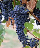 Grapes hanging on a branch