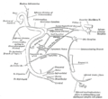 顔面神経と中間神経や他の神経との交通枝の概念図