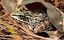 Lithobates omiltemanus