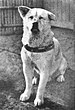 Hachiko in 1935