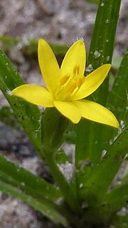 Miniatura para Hypoxis decumbens