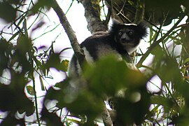 Indri (Indri indri)