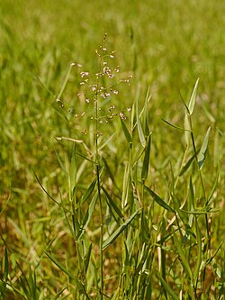 Isachne globosa