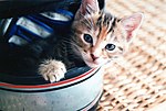 Kitten in a helmet.jpg