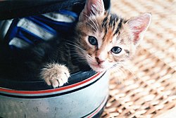 在安全帽中的貓咪 Kitten_in_a_helmet