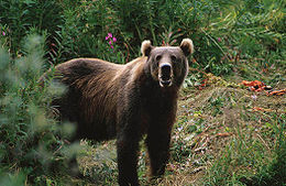 260px Kodiak Brown Bear