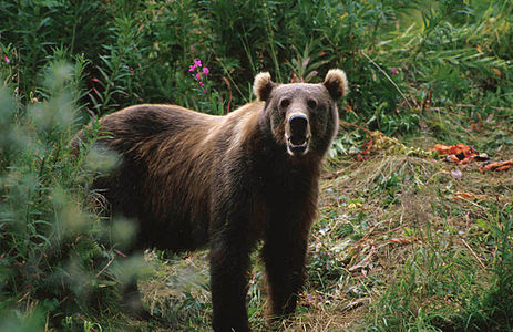 Kodiaka urso, la plej granda el la brunaj ursoj