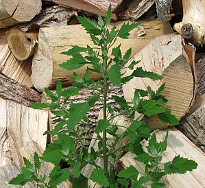 Chenopodium berlandieri растет возле кучи древесины в Онтарио, Канада.
