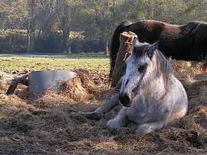 English: Lazy Sunday aftenoon Horse chilling o...
