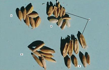 1-Arròs, 2-arròs escairat, 3-civada, 4-civada pelada, 5-glumel·les.