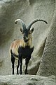 Iberischer Steinbock im San Diego Zoo