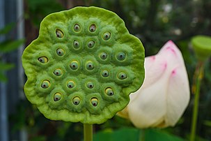 Réceptacle floral (faux fruit) d'un lotus sacré. (définition réelle 4 000 × 2 667)