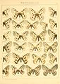 Macrolepidoptera01seitz 0037.jpg
