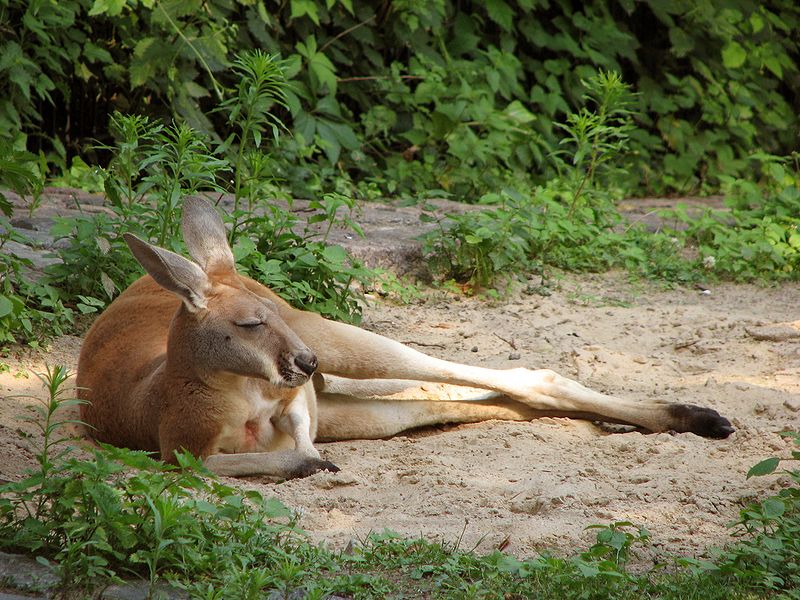 Fájl:Macropus-rufus-red-kangaroo-resting.jpg