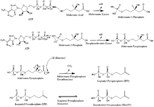 Melavonate pathway to IPP.gif