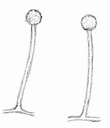 Enkelvoudige mitosporangioforen