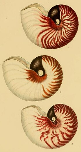 Conchas de moluscos Nautilida atualmente viventes (família Nautilidae).