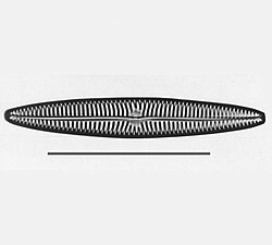 Navicula tripunctata type species      scale= 50 µm