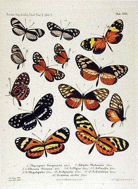 P. euryanassa, em vista superior, é a borboleta mais abaixo, à esquerda, nesta ilustração de 1864.