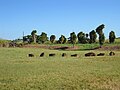 Kī plants on raised earth platform