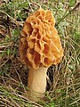 Morchella esculenta