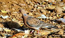 Orientalturtledove.JPG