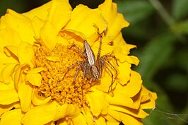 Oxyopes javanus