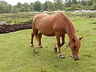 Kůň v klumpach – zařízení umožňujícím snazší pohyb po bahnitém terénu