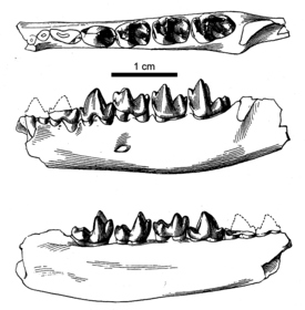 Нижняя челюсть Palaeosinopa veterrima