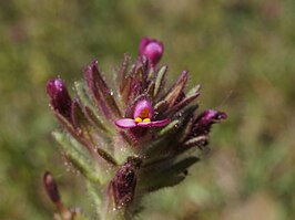 Parentucellia latifolia