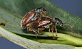 Phyllobius species mating couple