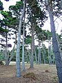 Les borovice ostnité, Mendocino, Kalifornie, USA.