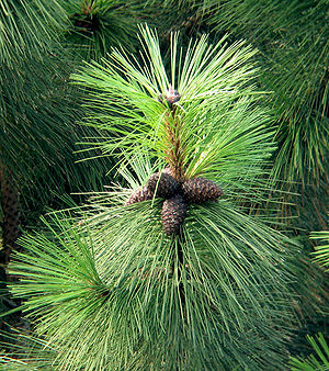 Pinus ponderosa subsp. ponderosa branch with cones