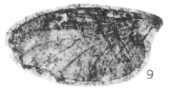 Plecia dilatata Plecia dilatata holotype Rice 1959 pl3 fig9.png