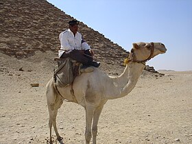 Police on a camel in front of the Red Pyramid in Dahshur.jpg