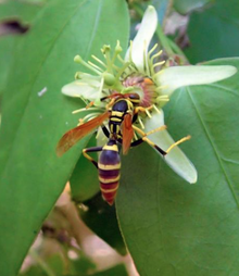 Polistes crinitus adult1.png