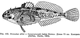 Porocottus allisi