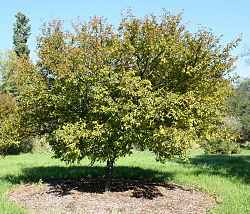 Prunus incisa.jpg