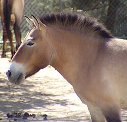 Caballo de Przewalski