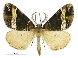 Pseudocoremia fascialata