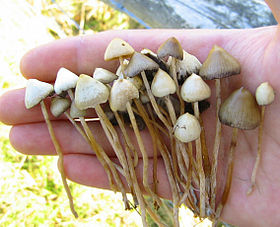 Spids nøgenhat (Psilocybe semilanceata) er den eneste psilocybinsvamp som vokser i Danmark.