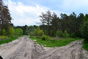 Лісовий квартал №27 (праворуч) та №24 (ліворуч)