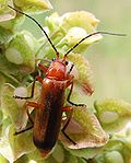 Miniatura para Rhagonycha fulva