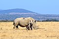 White rhinoceros (Sub-Saharan Africa)